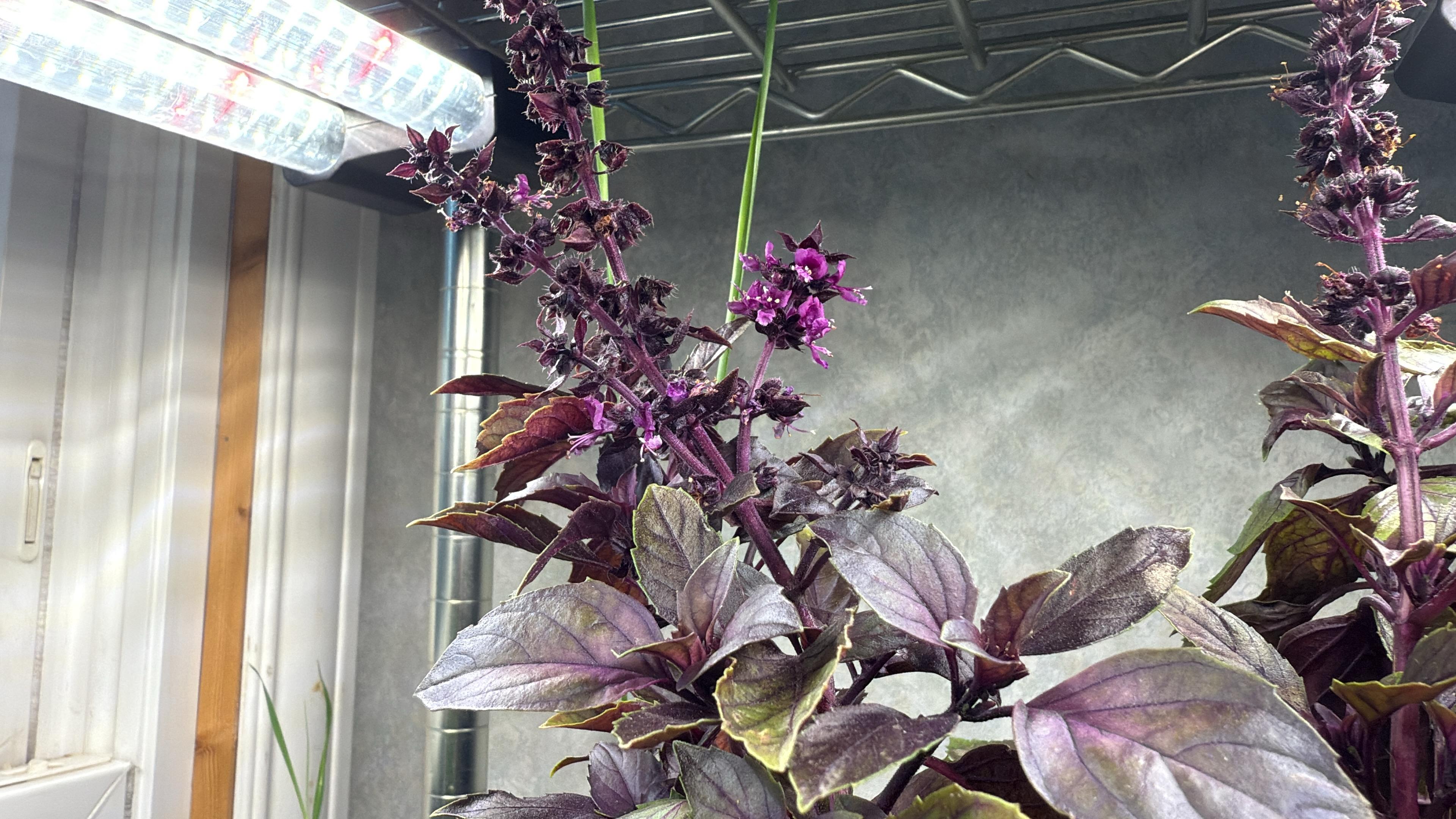Purple Basil Bloom